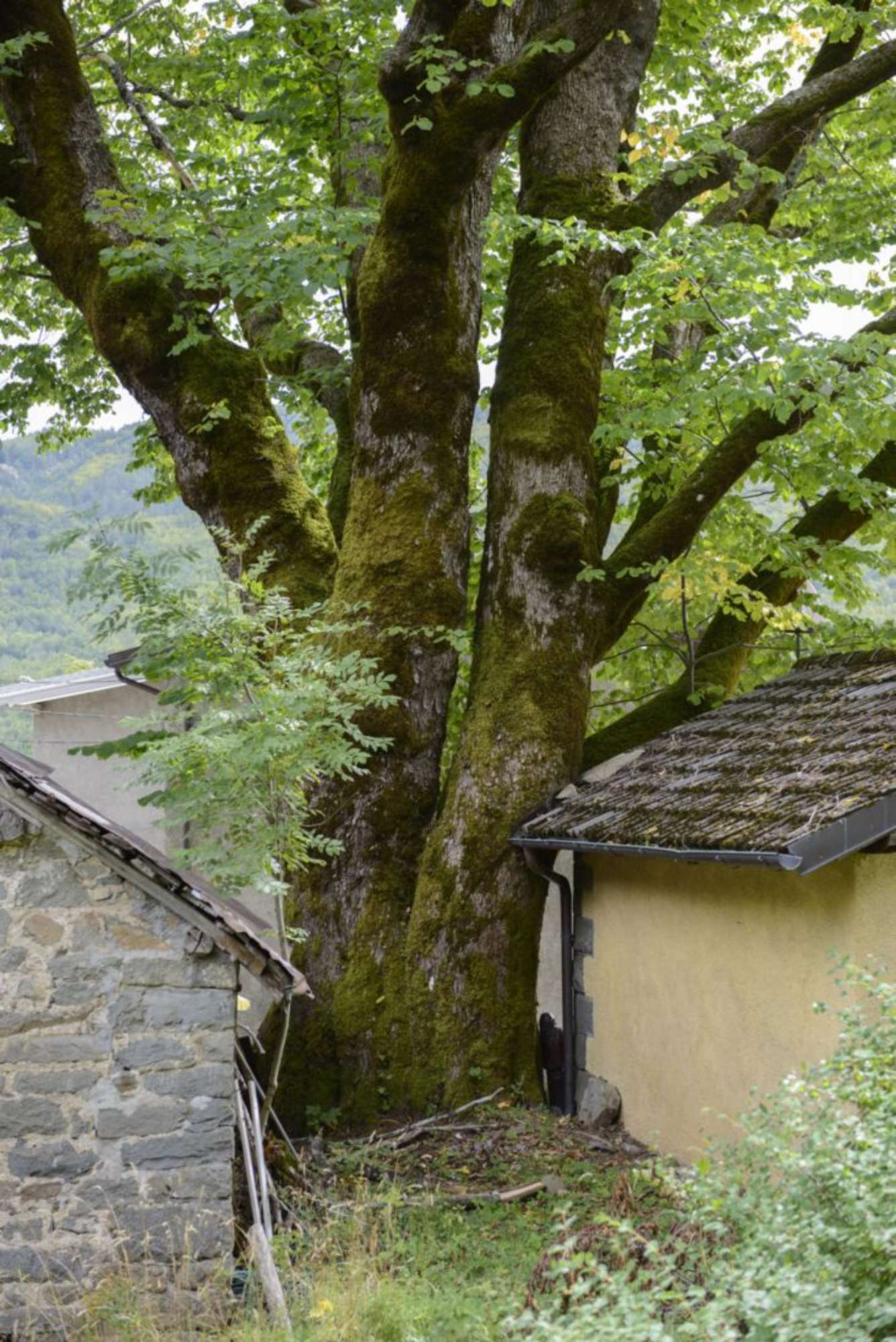 Olmo montano_Pievepelago_SCA3237